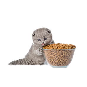 Cats Food & Bowl