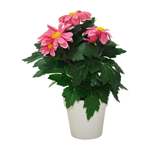 Gerbera Pot