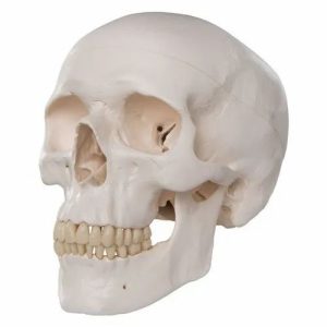 Biology Human Skull Model, For Hospital,Laboratory, Study Of Antomology