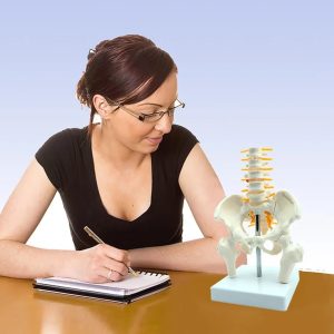 Mini Male Pelvis Model, 5 Section Human Pelvis Model with Lumbar Vertebrae, Herniation Discs, Removable Femur, 7.28 Inch for Study, Display and a Nice Gift for