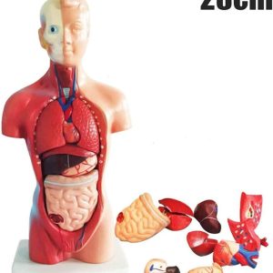 Human Body Model for Kids 11 Inch Human Torso Anatomy Model Toys 8 Pcs Removable Anatomy Doll with Heart & Organs