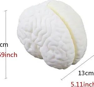 Natural Brain Anatomy Model Large Brain Structure Hemispheres - Life Size Brain Structure Hemisphere Model - Biology Teaching Learning Aids for Students