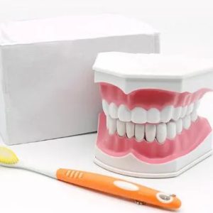 Large dental teeth model with dental toothbrush, 2 times removable lower teeth model for dental education, patient communication and children's teaching