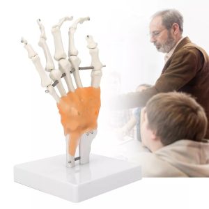 Hand Joint Skeleton Model Detachable Human Hand Teaching Model With Base