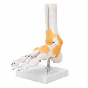 PVC Life Size Foot Joint Model