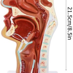 Nasal Cavity Model Oral Cavity Model Pharynx Larynx Anatomical Model Throat and Pharyngeal Cavity O