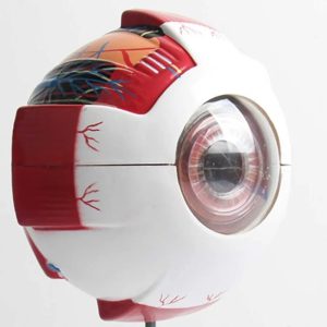 Eye Anatomy Model Human Eyeball Anatomical Model with Base 25cm Detachable Eyeball Model for Science Education Students Study Display TeachingSee more
