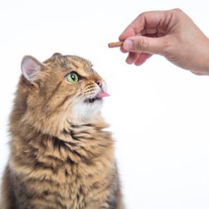 Cat Treats