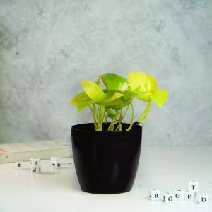 Glossy Fibre Pot flower black 20cm