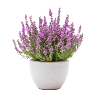 lavender-flower-in-a-pot-on-a-transparent-background-png